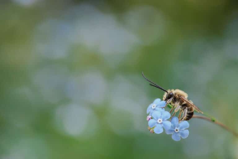 Bienen: Biene auf blauer Blume