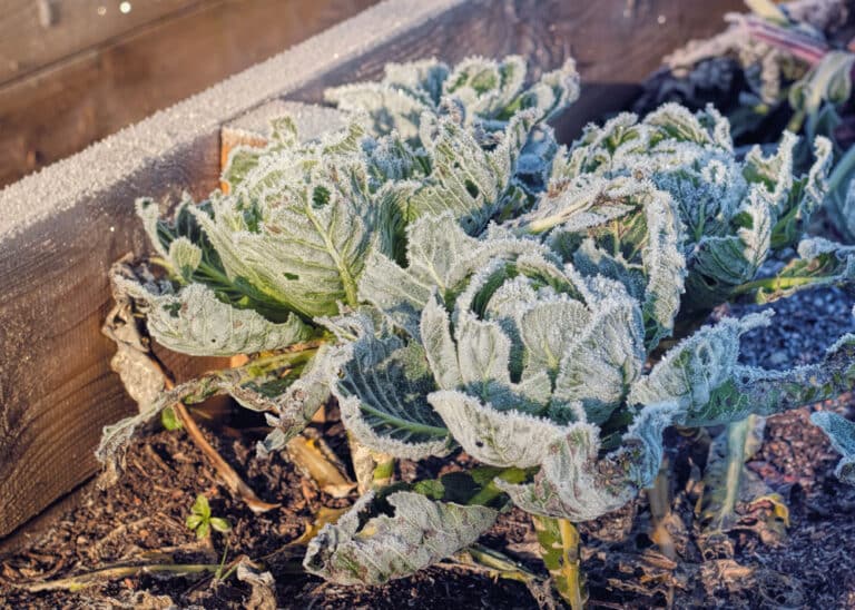 Hochbeete: Gefrohrenes Gemüse im Hochbeet