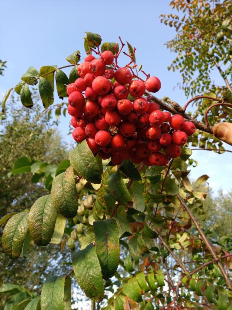 Eberesche: Strauch mit roten Früchten
