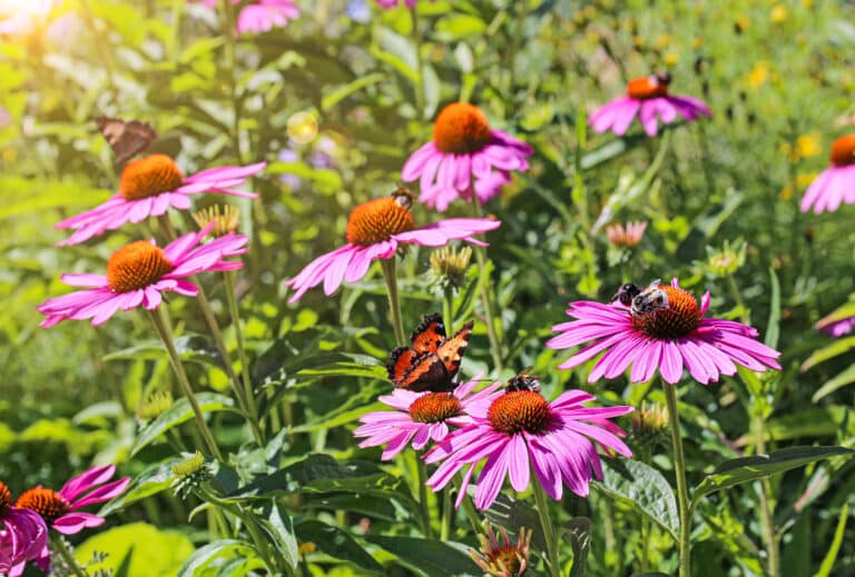 Bienen: Blumenwiese mit farbigen Blumen und Bienen/Schmetterlingen darauf