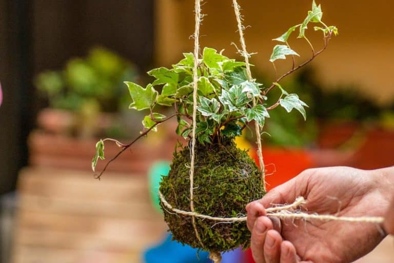 Neuland 1/2024, Kurs Kokedama herstellen