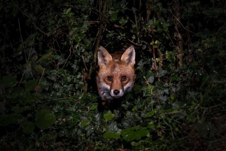 Nachtaktive Tiere: Fuchs sieht aus Gebüsch, nachts