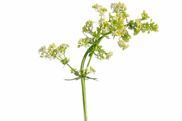 Labkraut