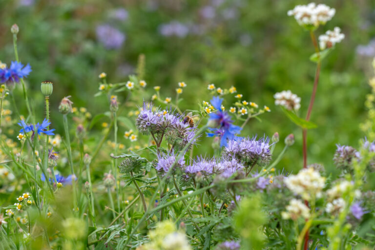 Bienenpflanzen: Blumenwiese mit Biene
