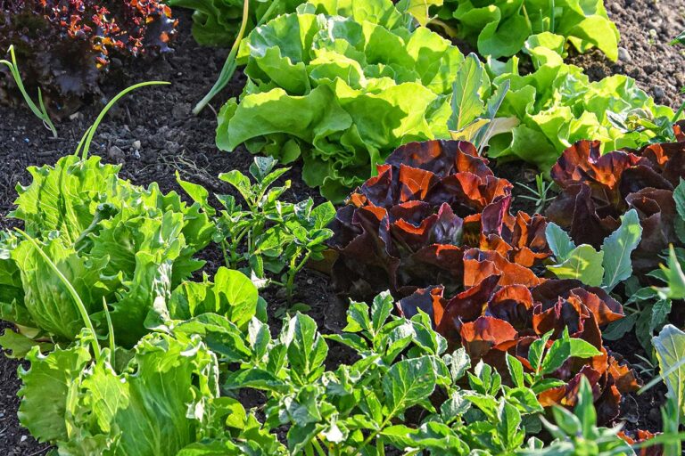 Mischkultur: div. Salate nebeneinander