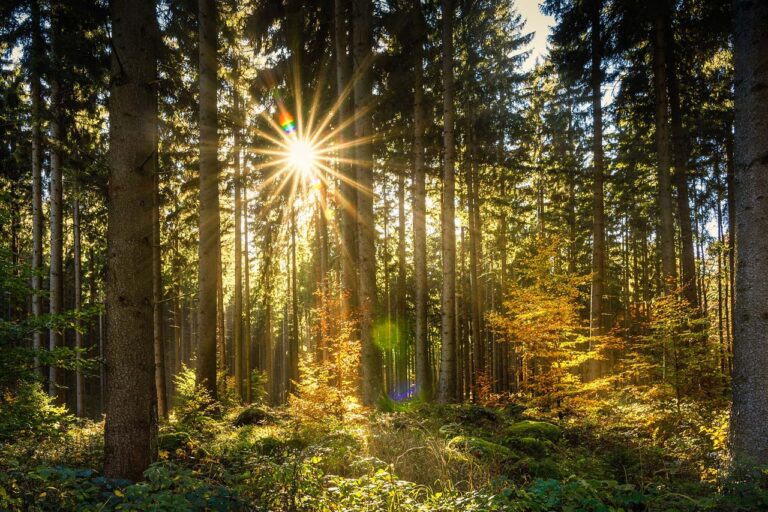 Neuland: Wald mit durchblitzender Sonne