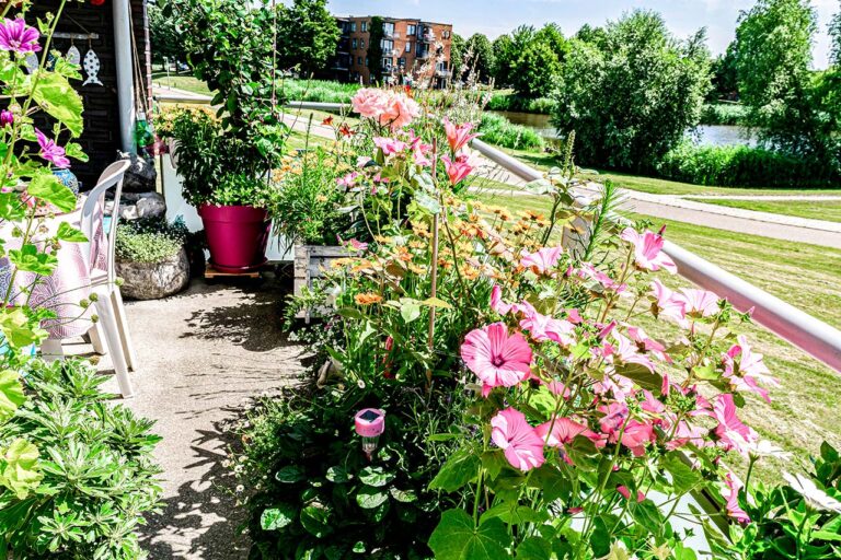 Bienenparadies: verschiedene blühende Blumen auf Balkon