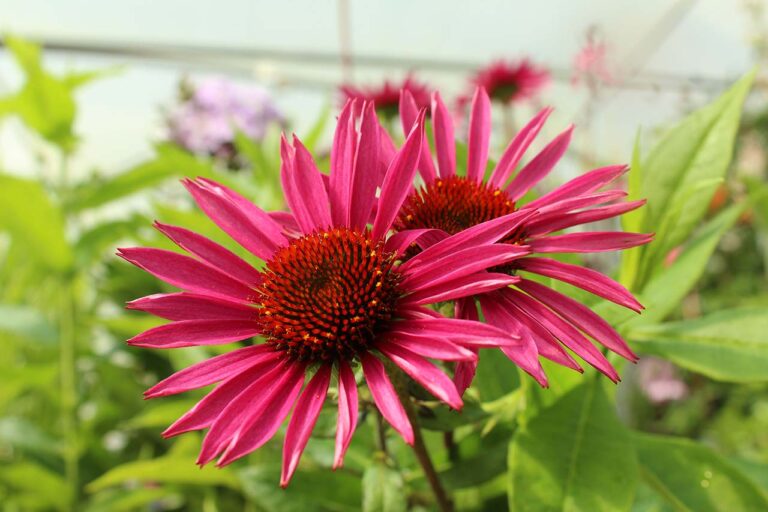 Pica Bella: Echinacea-Blüte pink