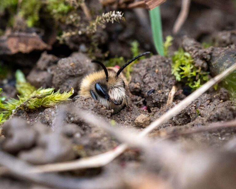Wildbienen: Biene in Erde