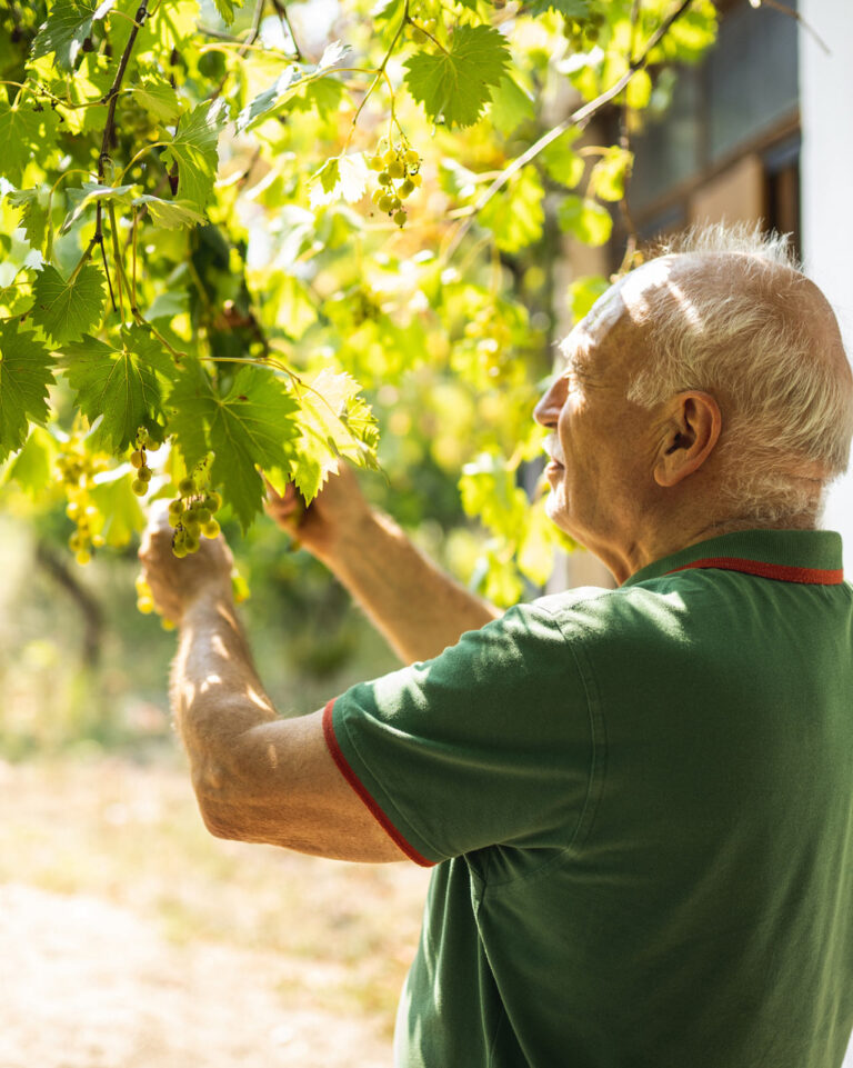 Gartenarbeit: Mann prüft Trauben an Ästen