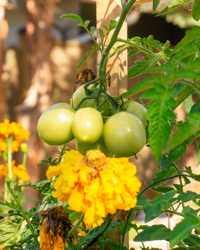 Gartenarbeit: Gemüse neben Blumen angepflanzt