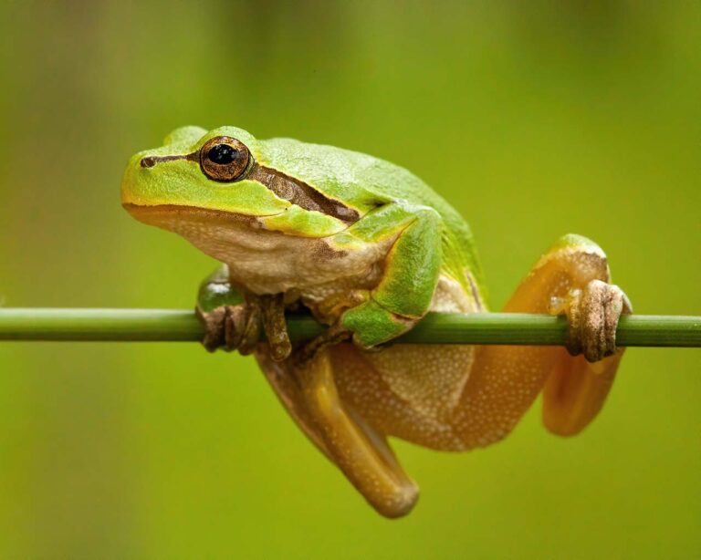 Amphibien: europäischer Laubfrosch auf Blumenstängel