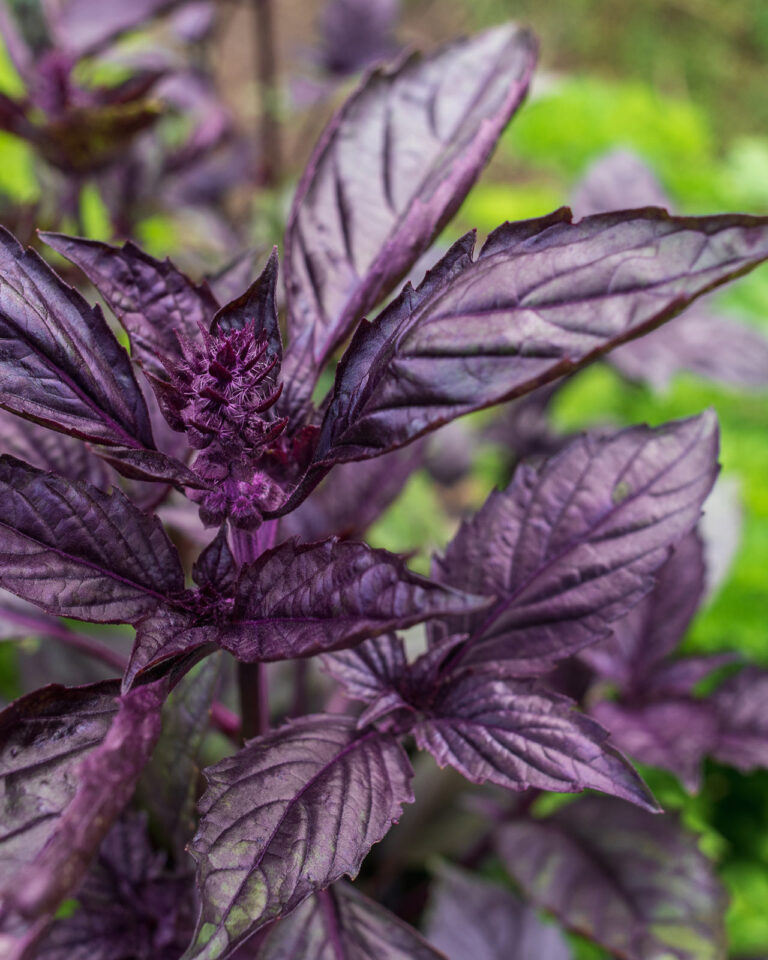 Gartenarbeiten: Pflanzenblätter violett
