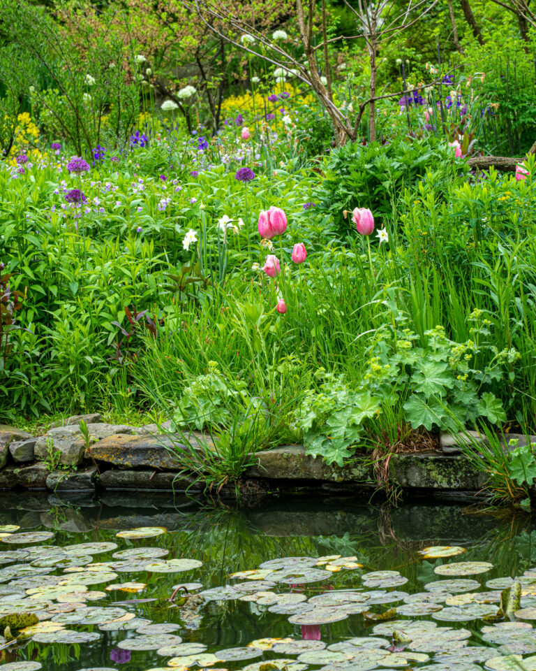 Wasserstellen: Naturteich mit Blumenwiese
