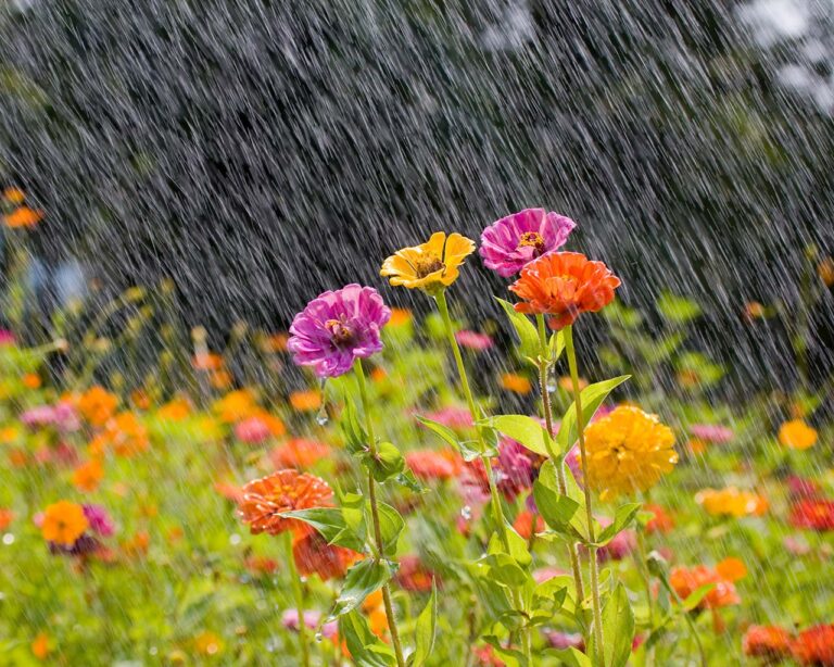 Wetteranzeiger: Blumenwiese im Regen
