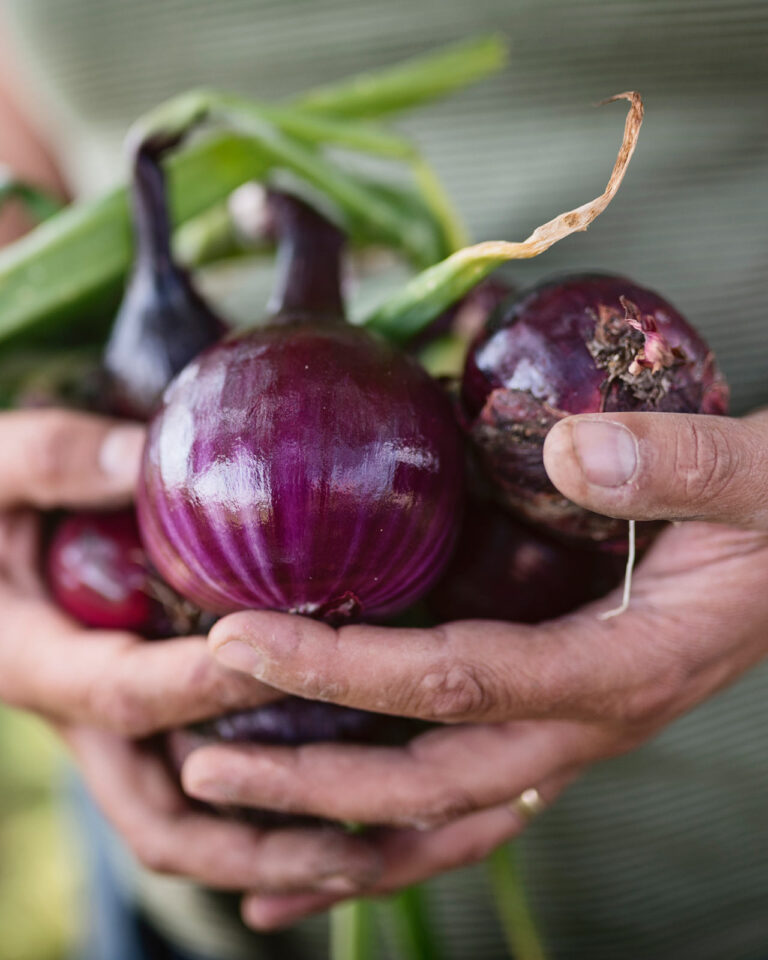 Gartenarbeiten: Handvoll roter Zwiebeln
