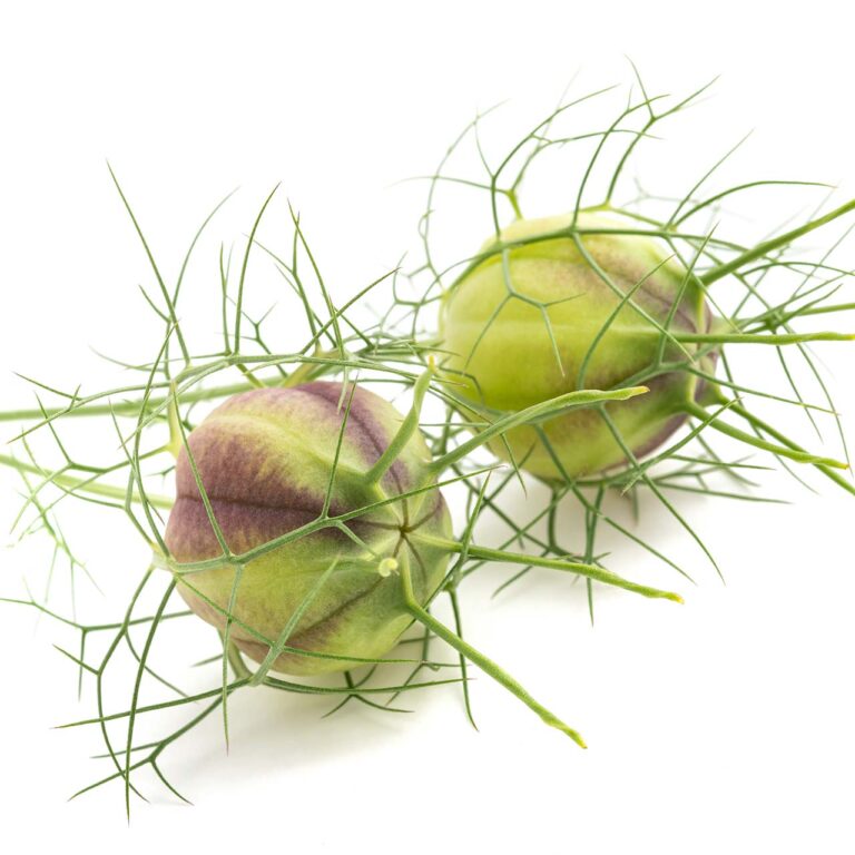 Schwarzkümmel: Knospe geschlossen