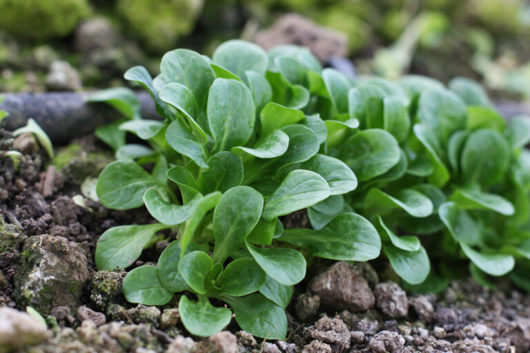Gartentipp