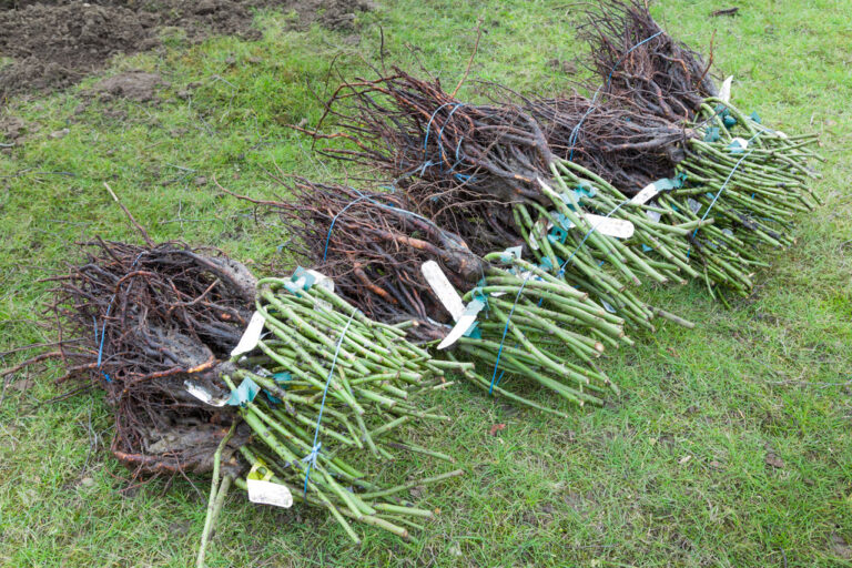 Gartentipp