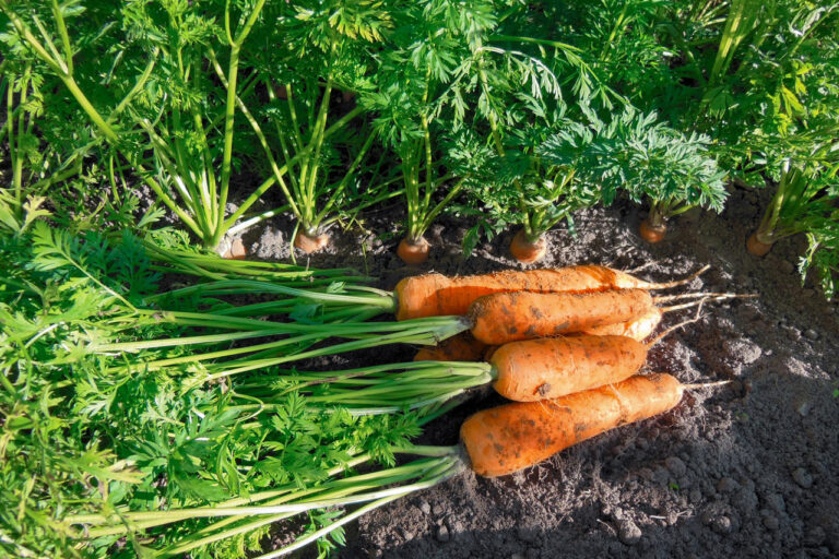 Gartentipp