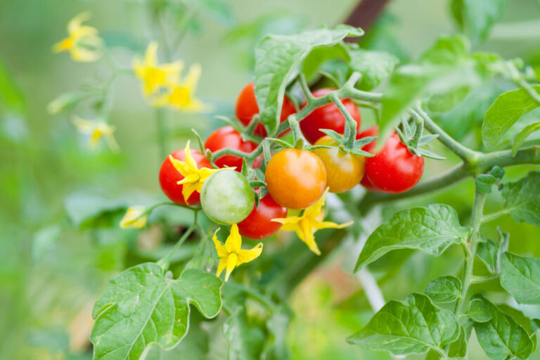 Gartentipp