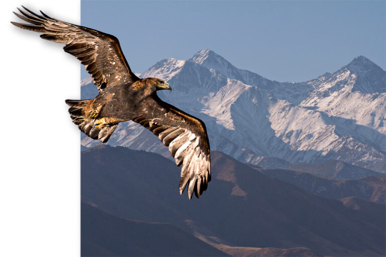 Steinadler