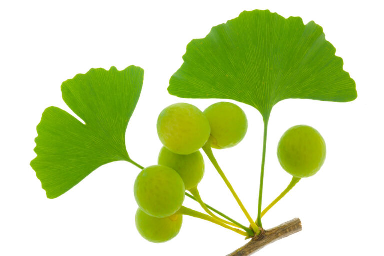 Ginko