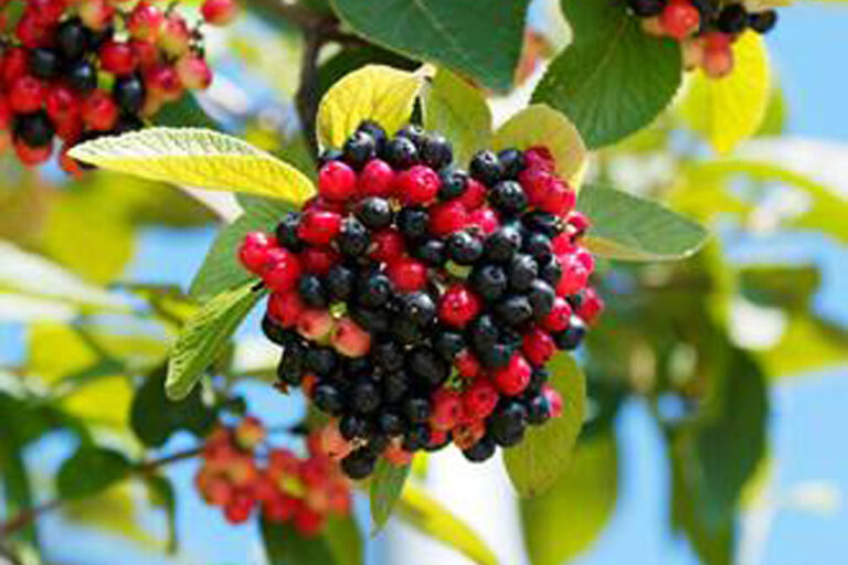 Neuland: Viburnum
