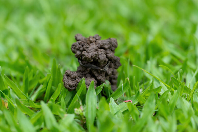 Gartentipp