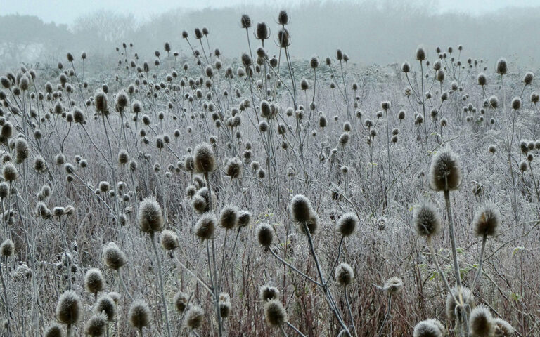 Bienen