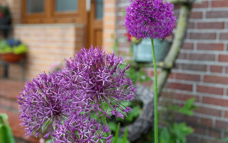 Gartentipp