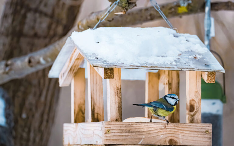 Gartentipp
