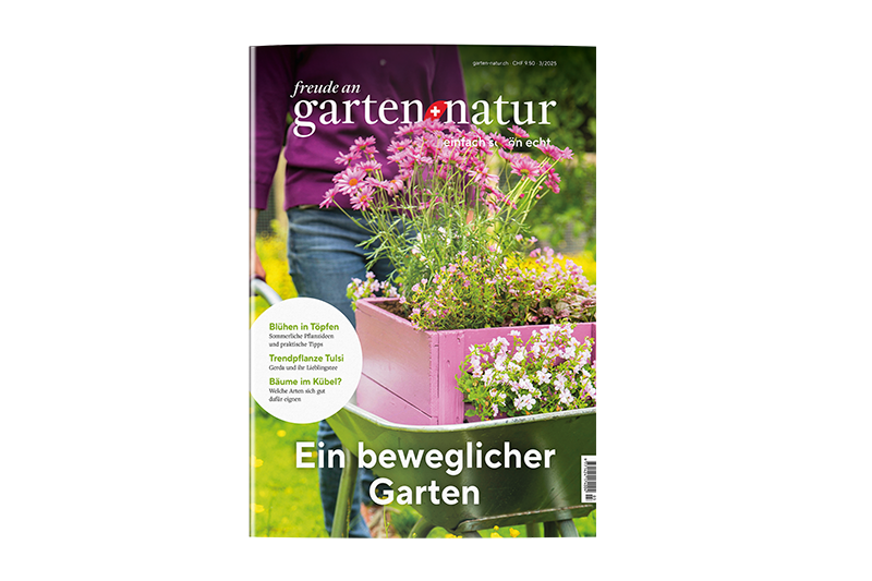 Einzelausgabe 3/2025