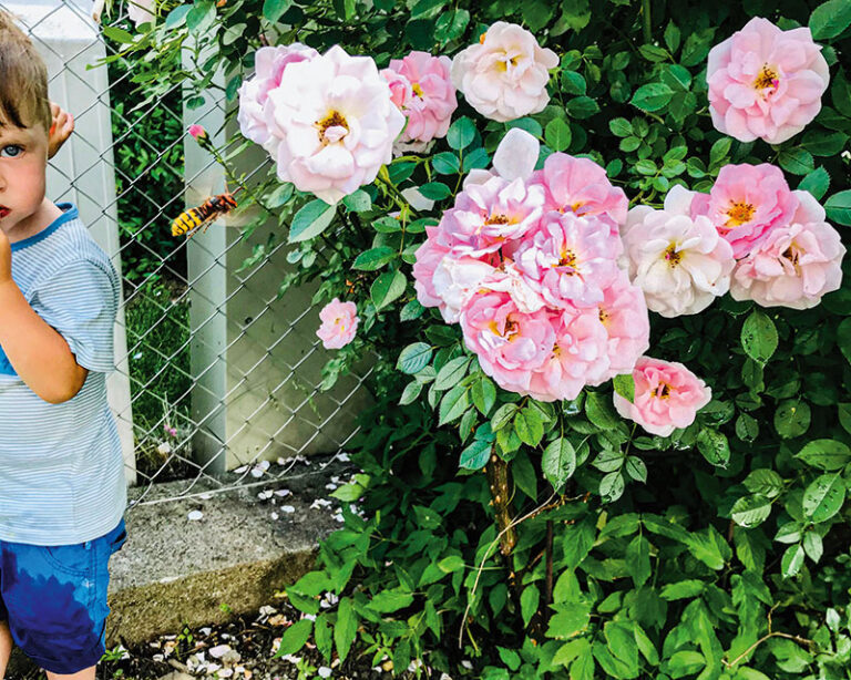 Asiatische Hornisse: Kind schaut einer Hornisse beim Befliegen einer Blume zu.