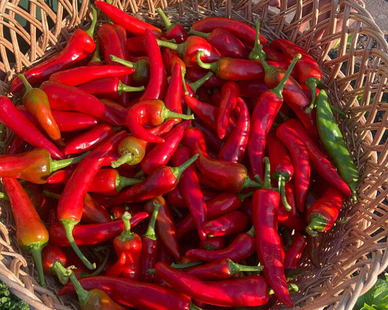 Peperoni im Garten: Nahaufnahme Korb voller Chili