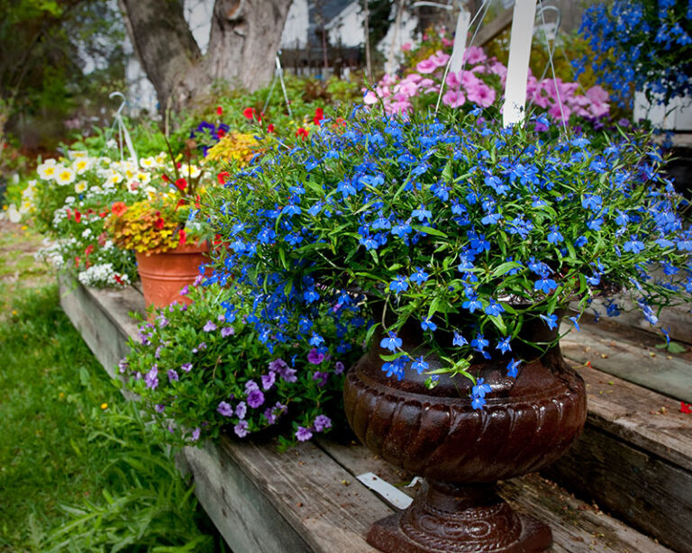 Topfgarten: Blumen in vielen Farben in Töpfen