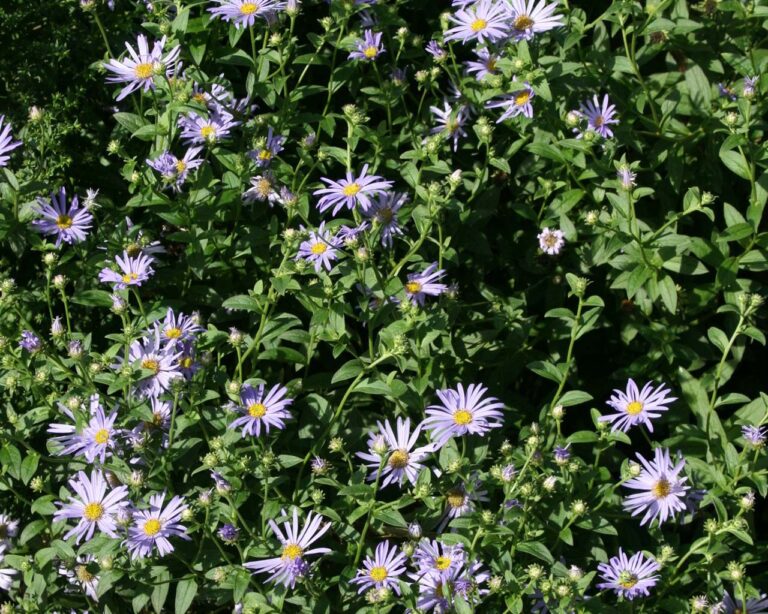 Neuland: Sommeraster
