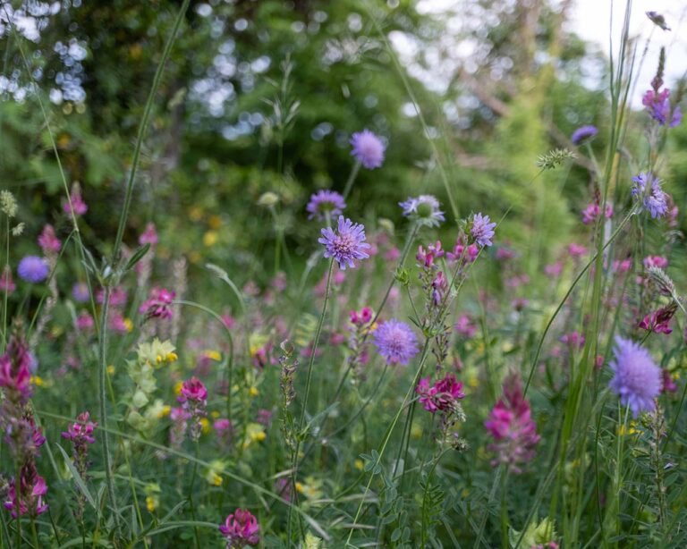Aschgraue Sandbiene: farbige Blumenwiese als vielfältiges Blühangebot