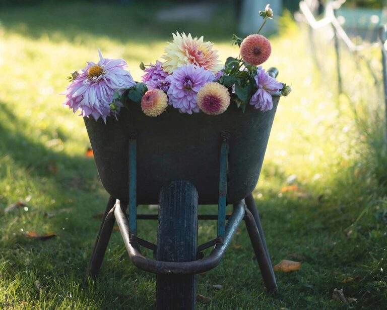 Schnittblumen in Schubkarre