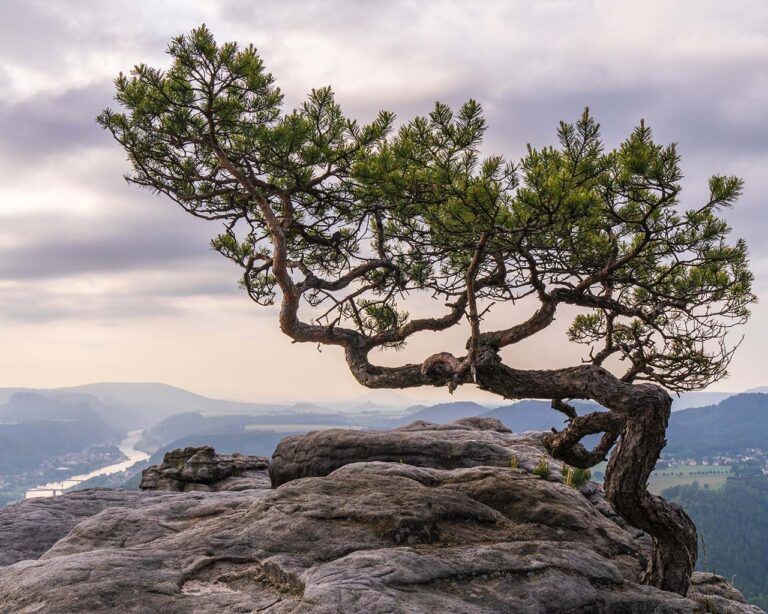 Wald-Kiefer: Auf einem Berg in Morgendämmerung