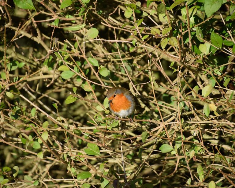 Hecken: Nahaufnahme Vogel zwischen Ästen