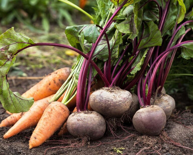 Gemüsegarten: Nahaufnahme Wurzelgemüse