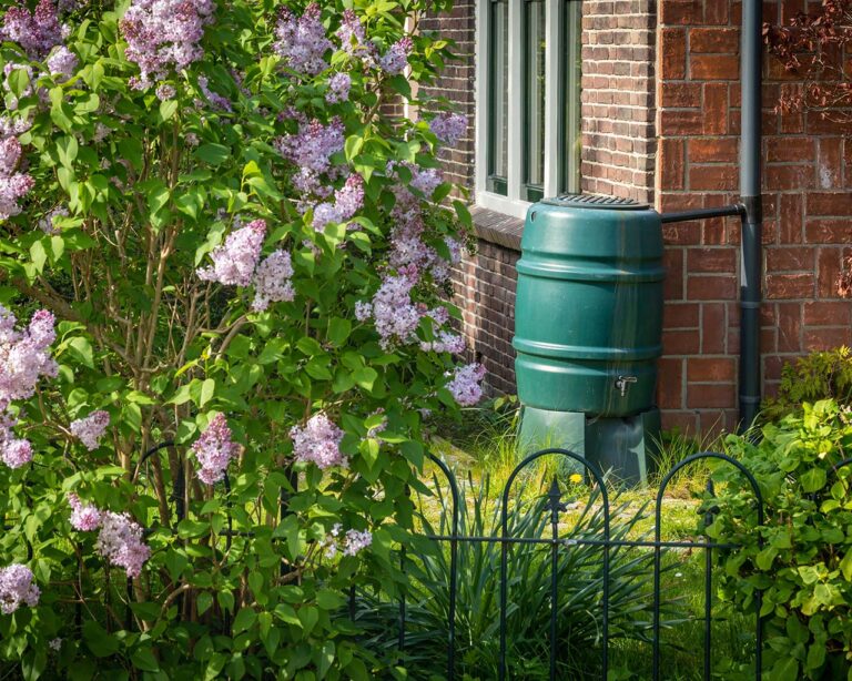 Regenwasser sammeln: Grüne Tonne an Hauswand im Garten
