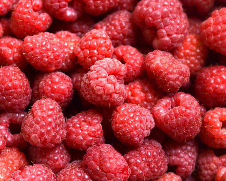 Himbeere: Nahaufnahme vieler Himbeeren