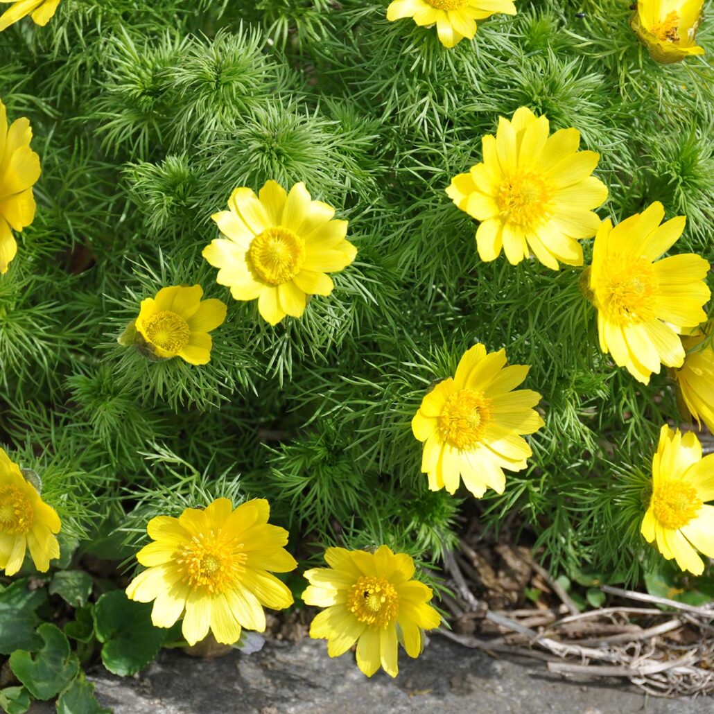 Bergblumen: Nahaufnahme Adonis