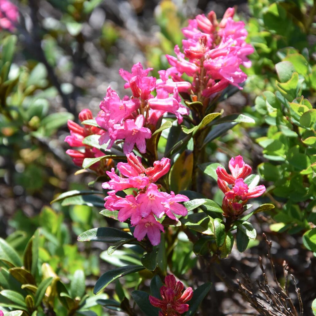Bergblumen: Nahaufnahme Alpenrose