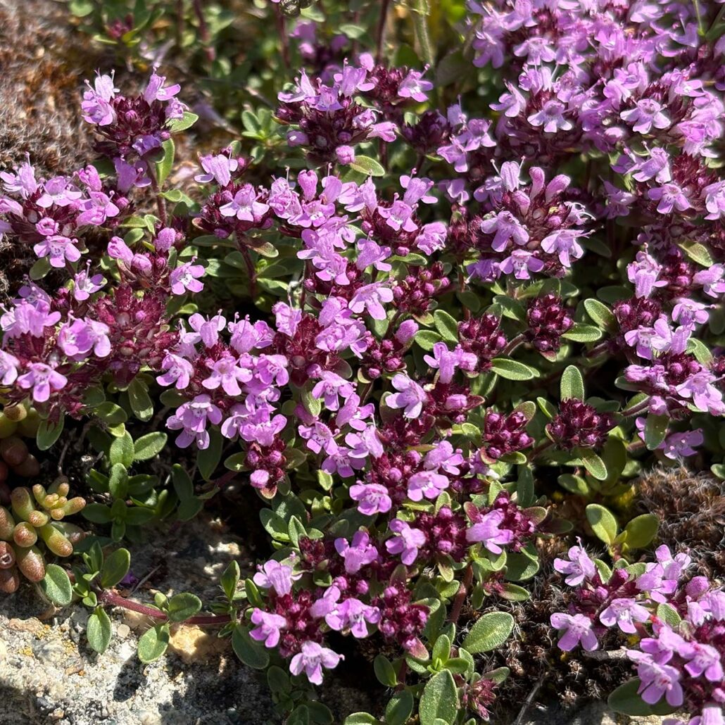 Bergblumen: Nahaufnahme Alpenthymian