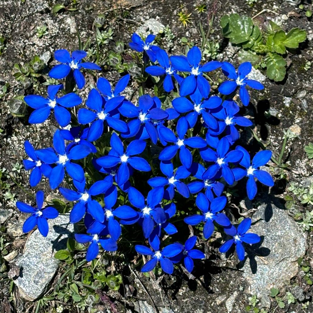 Bergblumen: Nahaufnahme Enzian