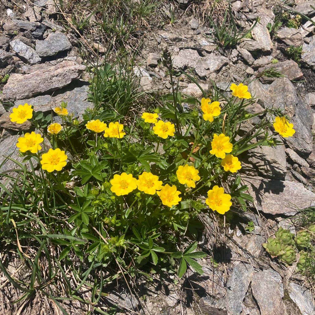 Bergblumen: Nahaufnahme Fingerkraut