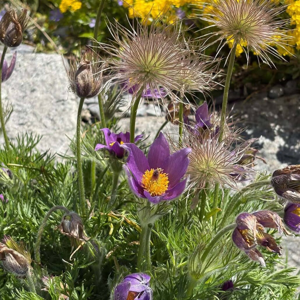 Bergblumen: Nahaufnahme Küchenschelle
